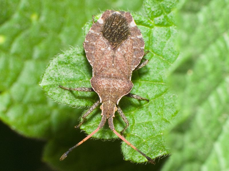 Enoplops scapha (Fabricius, 1794)